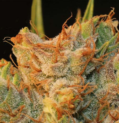 T.H. Seeds MK-Ultra Kush x Bubble Feminised Seeds - 10+