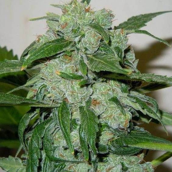 Doctor's Choice Chronic Ryder Auto Feminised Seeds