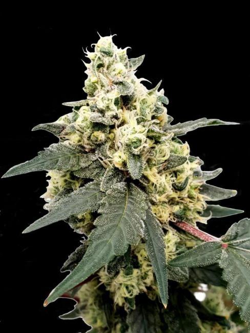 Paradise Seeds Lemonade Auto Feminised Seeds