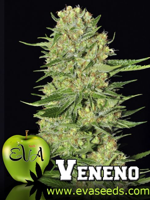 Eva Seeds Veneno Feminised Seeds