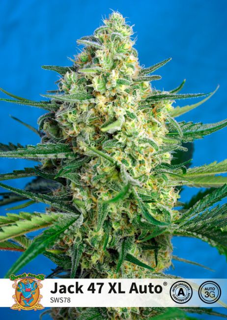 Sweet Seeds Jack 47 XL Auto Feminised Seeds