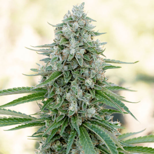 Silent Seeds Critical Mango Feminised Seeds