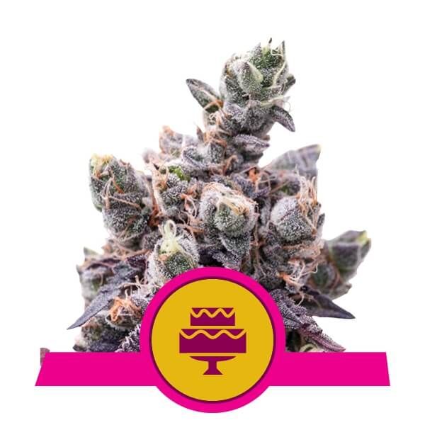 Royal Queen Seeds Wedding Gelato Feminised Seeds