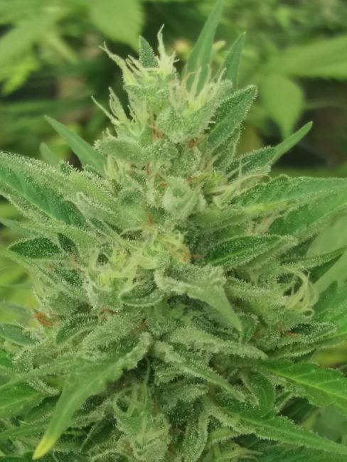 Lineage Genetics Caramel Creme Auto Feminised Seeds