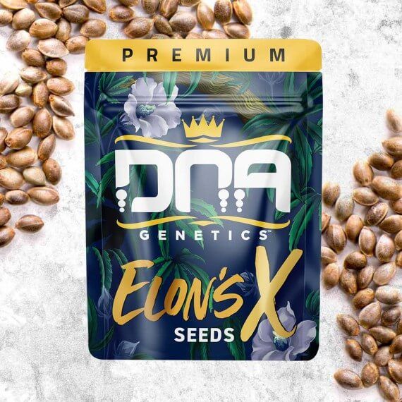 DNA Genetics Elon’s X Regular Seeds