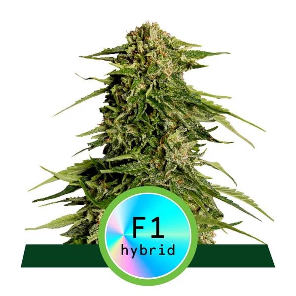 Royal Queen Seeds Epsilon F1 Auto Feminised Seeds