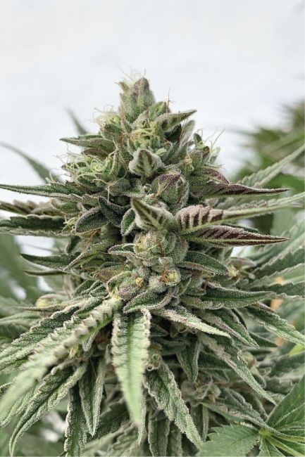 Humboldt Seed Co. Humboldt Pound Cake Feminised Seeds