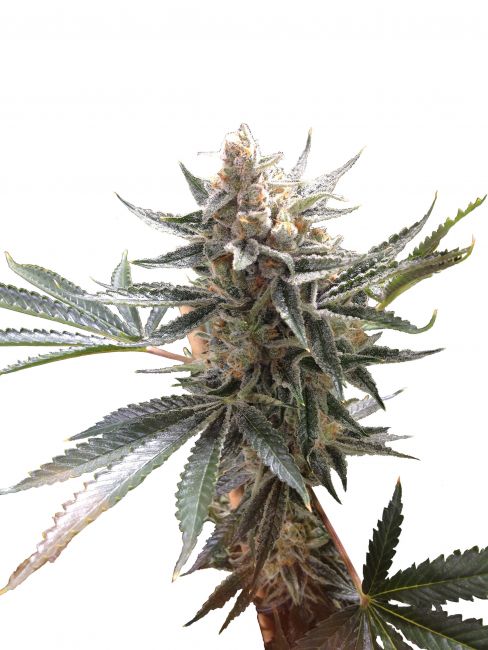 DNA Genetics Tangie Feminised Seeds