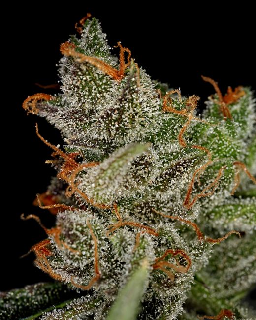 Greenhouse Seed Co. King's Kush Feminised Seeds