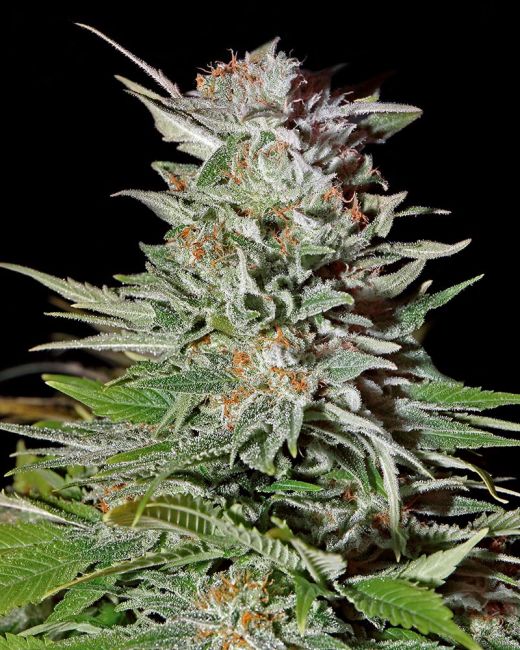 Greenhouse Seed Co. Super Lemon Haze Auto Feminised Seeds