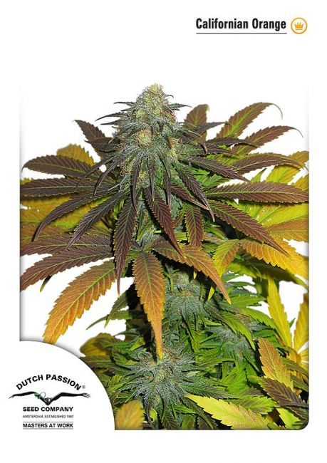 Dutch Passion Californian Orange Feminised Seeds