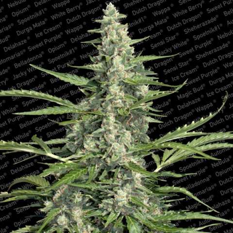 Paradise Seeds Pandora Auto Feminised Seeds