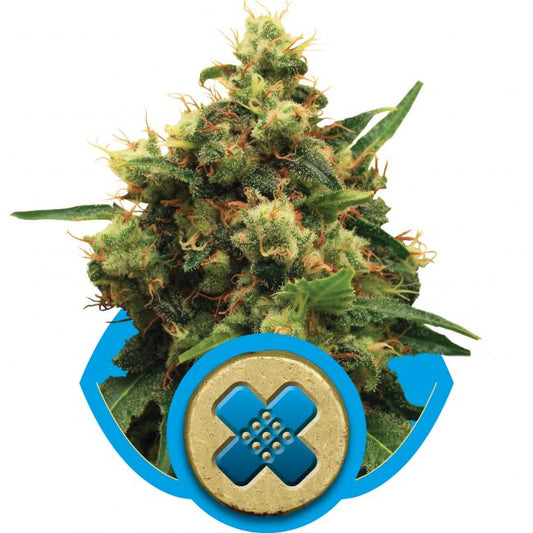 Royal Queen Seeds Painkiller XL CBD Feminised Seeds