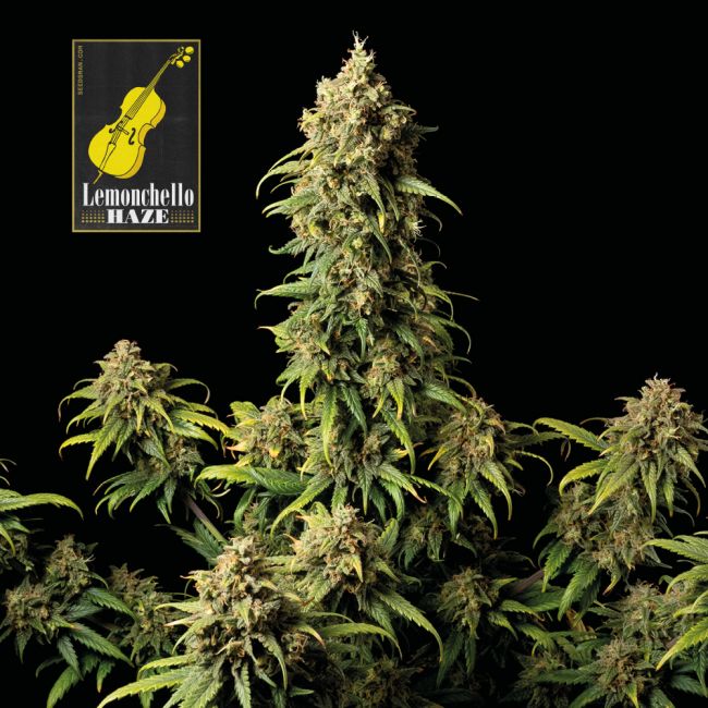 Seedsman Lemonchello Haze Feminised Seeds