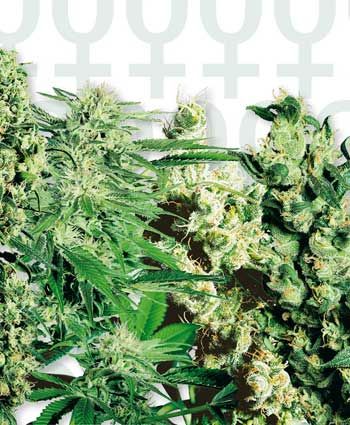 Sensi Seeds Mixed Feminised Seeds