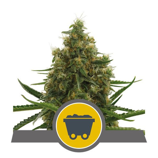 Royal Queen Seeds Shining Silver Haze Regular Seeds