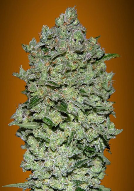 Advanced Seeds Biodiesel Mass XXL Auto Feminised Seeds