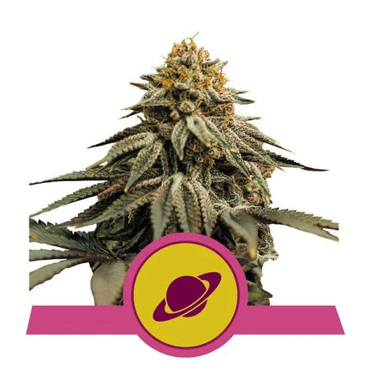 Royal Queen Seeds Royal Skywalker Feminised Seeds