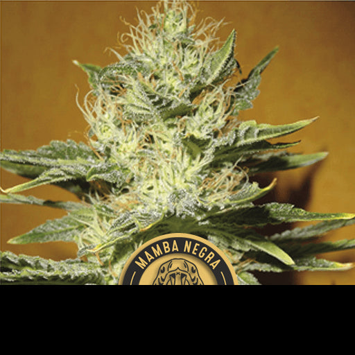 Blimburn Seeds Mamba Negra CBD Feminised Seeds