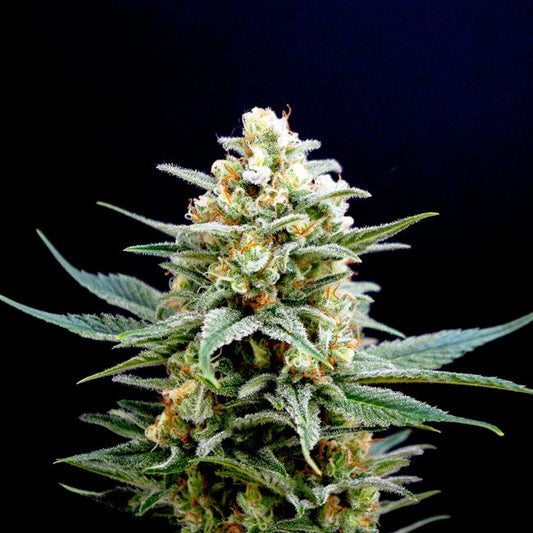 Kannabia Seeds Kritikal - K Feminised Seeds