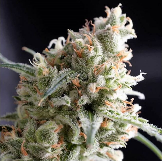 Pyramid Seeds Kukulkan Feminised Seeds