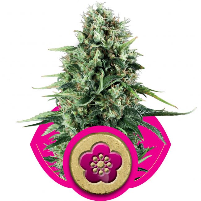 Royal Queen Seeds Power Flower Feminised Seeds