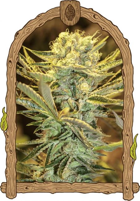 Exotic Seed Hippieberry Feminised Seeds