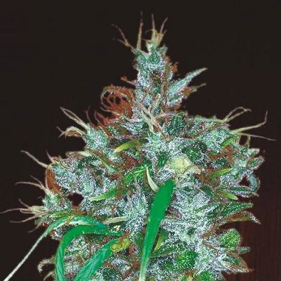 Ace Seeds Panama Haze Feminised Seeds