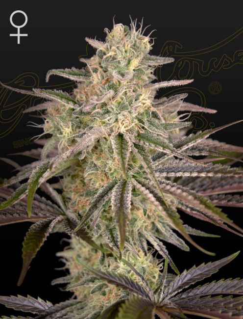 Greenhouse Seed Co. Cloud Walker Feminised Seeds