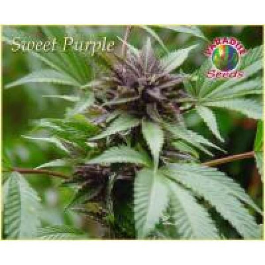 Paradise Seeds Sweet Purple Feminised Seeds