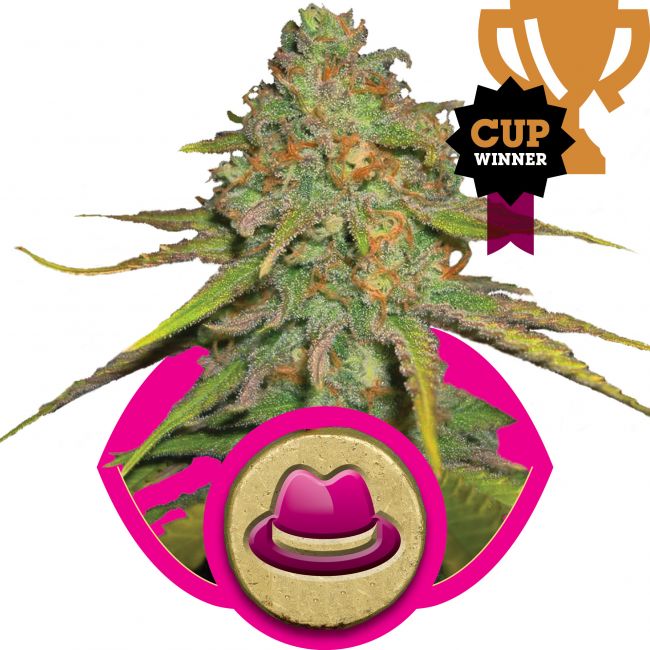 Royal Queen Seeds O.G. Kush Feminised Seeds