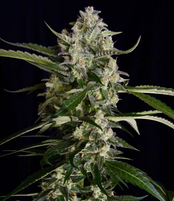 Serious Seeds Seriosa Feminised Seeds