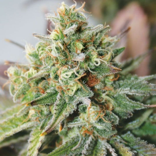 Garden Of Green Critical XXL Auto Feminised Seeds