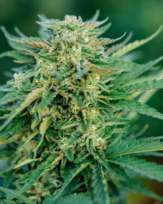 Atlas Seed Grease Gun Auto Feminised Seeds - 5+