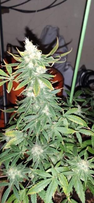 Mr Nice Seedbank Ghandi CBD Feminised Seeds