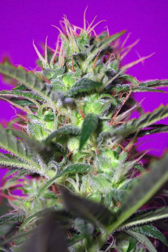 Sweet Seeds Botafumeiros Feminised Seeds