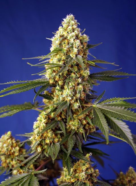 Sweet Seeds Strawberry Banana Gelato XL Auto Feminised Seeds