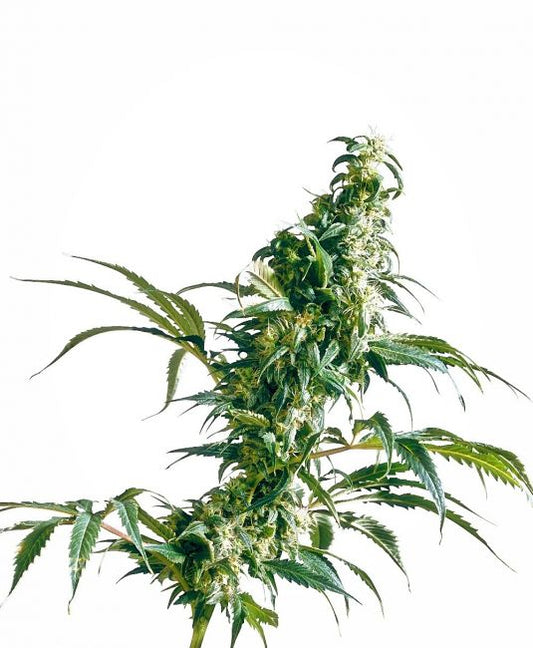 Sensi Seeds Mexican Sativa Regular Seeds