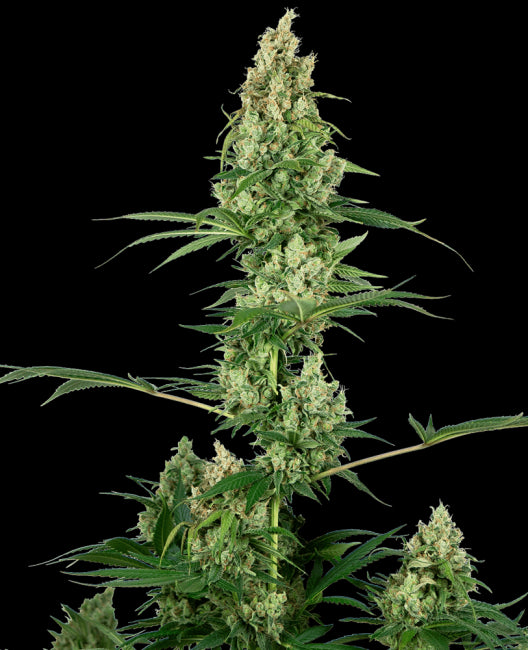 Sensi Seeds Silver Fire Feminised Seeds