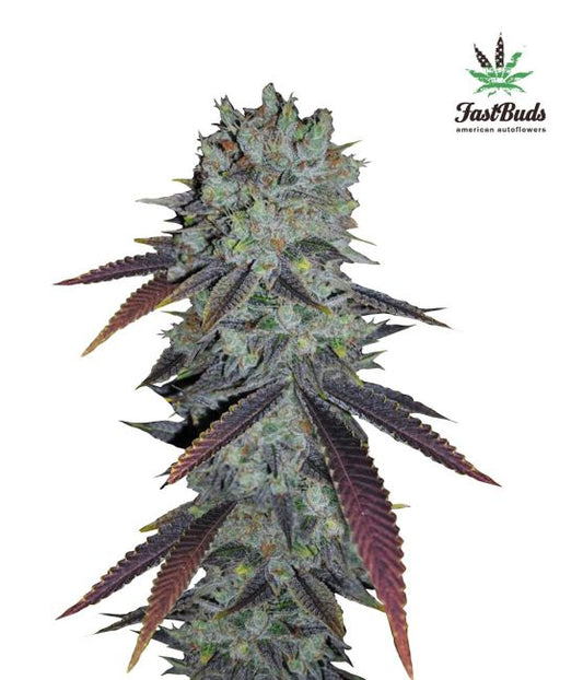 FastBuds Fastberry Auto Feminised Seeds