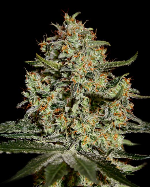 Greenhouse Seed Co. Big Bang Feminised Seeds