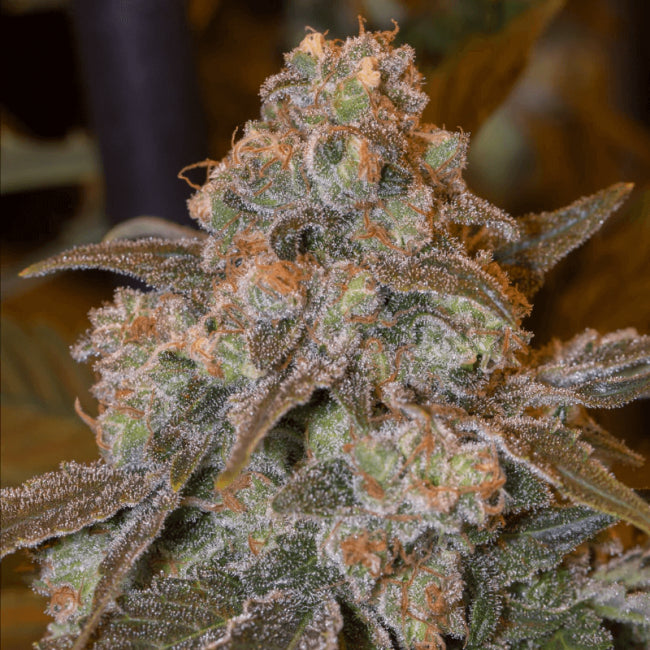 Silent Seeds Gorilla Frost Feminised Seeds