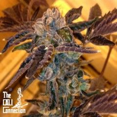 Cali Connection LA Cookies Feminised Seeds