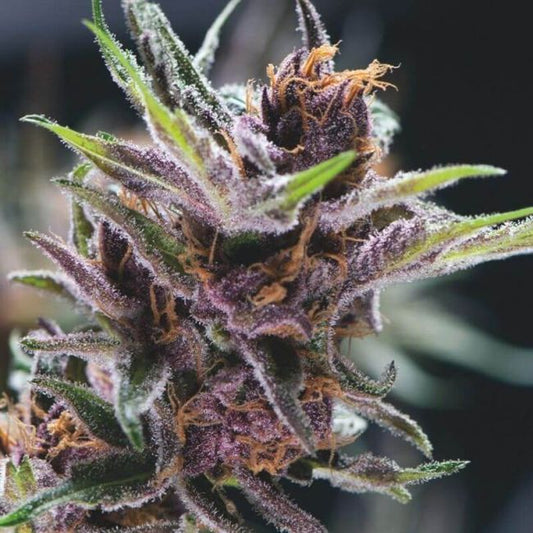 Pyramid Seeds Black Cherry Punch Feminised Seeds - 3+1 FREE SEED