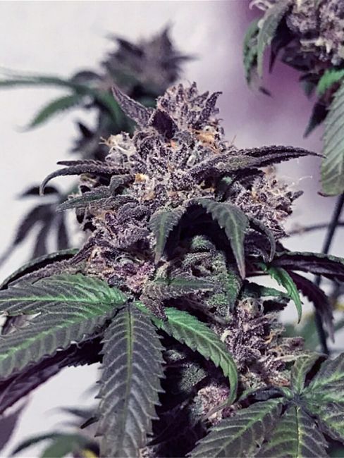 Cali Connection Purple Diesel Feminised Seeds