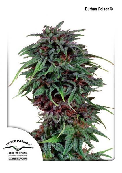 Dutch Passion Durban Poison Regular Seeds