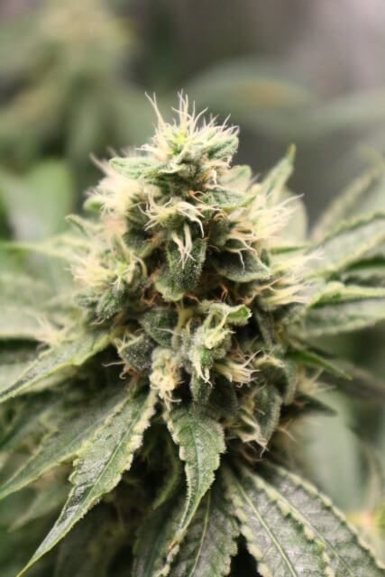 Pheno Finder Seeds Chemhead OG Feminised Seeds