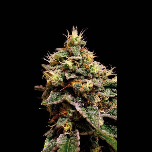 Blimburn Seeds Kabrales Feminised Seeds