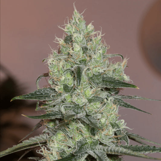 Silent Seeds Original Amnesia Feminised Seeds