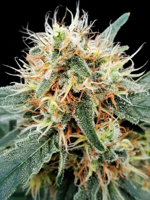 Paradise Seeds Stromboli Auto Feminised Seeds